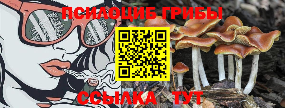 Псилоцибиновые грибы Psilocybine cubensis Славянск-на-Кубани